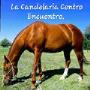 En La Candelaria Centro Ecuestre tenemos amplia experiencia en el rubro de los centros ecuestres, por eso cientos de clientes nos siguen prefiriendo como la mejor opción en todo lo relacionado con:

- Pistas de caballos
- Cuidado de caballos
- Veterinaria de caballos
- Pensionado de caballos

En nuestro cómodo establecimiento contamos con pistas de entrenamiento ideales para llevar a cabo la práctica de la equitación. Además, disponemos de médicos veterinarios, los cuales siempre están dispuestos a proporcionar la mejor asistencia. También ofrecemos servicio de seguridad las 24 horas. Contáctenos