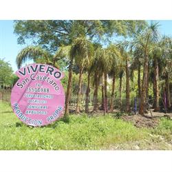 VIVERO SAN CAYETANO