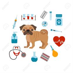K-NINO´S CONSULTORIO VETERINARIO