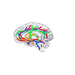 ESTIMULACION NEUROCIENCIAS APLICADAS