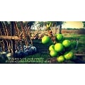 Vivero los Dos Pinos - Diseño y Ejecución de Jardines