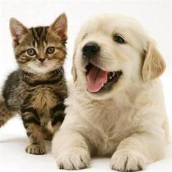 Petshop Alimentos Balanceados SRL