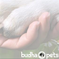 Veterinaria Budhapets