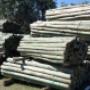 Forestalyerua.com.ar