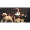 Pet Shop Punilla