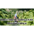Direccion de Agricultura - Division Tabaco