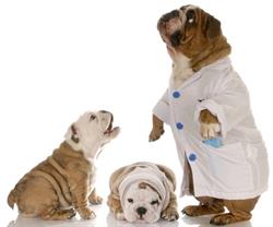 Boutique de Las Mascotas