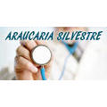 ARAUCARIA SILVESTRE