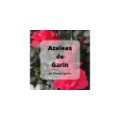 Azaleas de Garin de Silvana Ugolini