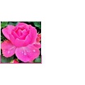 Espacio de Rosas