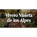 Vivero Violeta de los Alpes