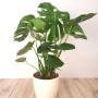 Monstera Costilla de Adan