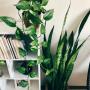 Plantas resistentes para interior