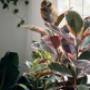 Regalos con plantas