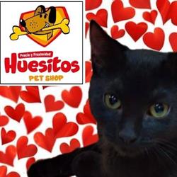 Veterinaria-Petshop Huesitos Almagro