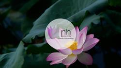 NH Estetica