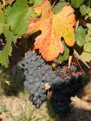 Bodega Caligiore Vinos Ecologicos