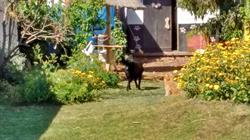 Guarderia canina y felina Firulays