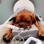 Tomografía perro