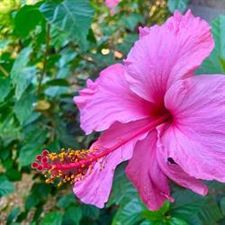 Vivero jardín Meister