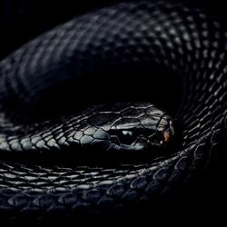 Estudio Mamba Negra