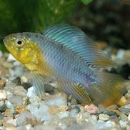 Acuamanus Acuario