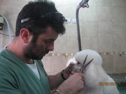 Peluquería canina Morón