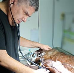 Veterinaria DON LILO