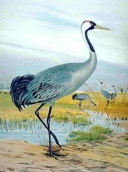 La Grulla