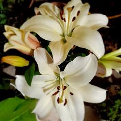 VIVERO LA FAMILIA