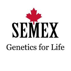 Semex ARG