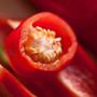 morron rojo