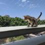 redes para gatos