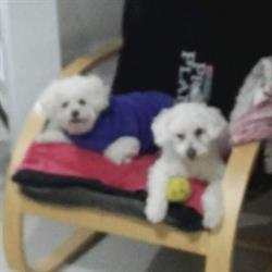 Los Kunkis Peluqueria Canina