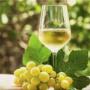 Venta vinos a granel.