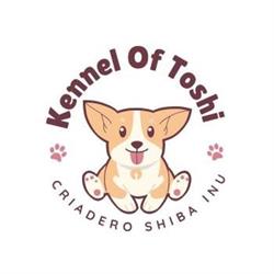 Kennel Of Toshi Criadero Shiba Inu