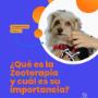Zooterapia