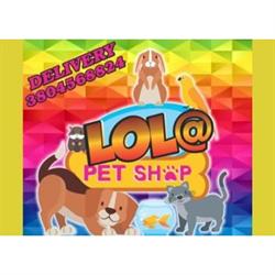 Lola Pet Shop