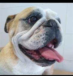 Veterinaria Nuevo Palenque