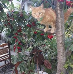 Vivero Raíces
