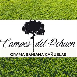 Campos Del Pehuen - Grama bahiana premium
