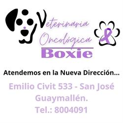 VETERINARÍA ONCOLOGICA BOXIE