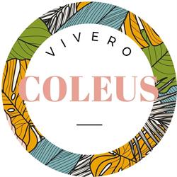 Vivero Coleus