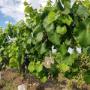 Malbec