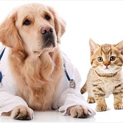 Veterinaria La Querencia