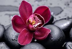 Vivero Las Orquideas