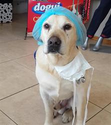 Veterinaria Chillar