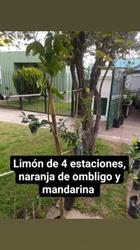 Vivero mis tres soles original