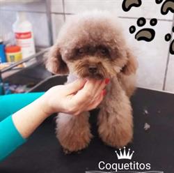 Peluqueria canina veterinaria y pet shop Coquetitos