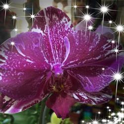 Vivero Guaritay